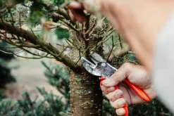 Original LÖWE Classic Schere von