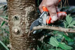 Original LÖWE Classic Schere von