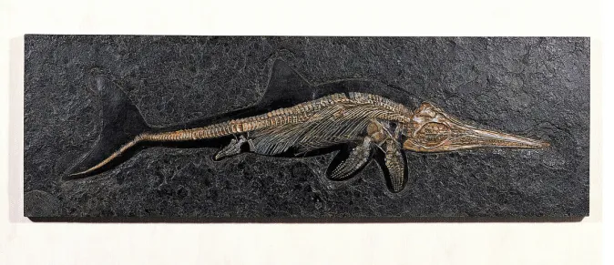 Ars mundi Fossiler Ichthyosaurier