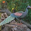 Ars mundi Gartenfigur »Pfau«