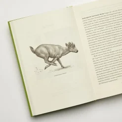 ZEIT Buchhandlung Halliday, Thomas: Urwelten