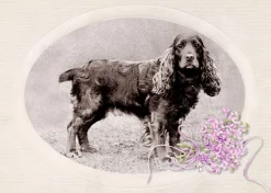 ZEIT Buchhandlung Maurier, D: Rebecca