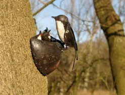 Ars mundi Schwalbennest