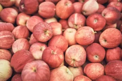 MOZERs Spirit ZEIT-Sonderedition »MOZERs Obstreise«